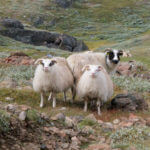 Schapen Groenland