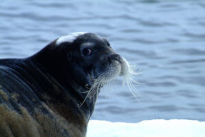 Zeehond Groenland
